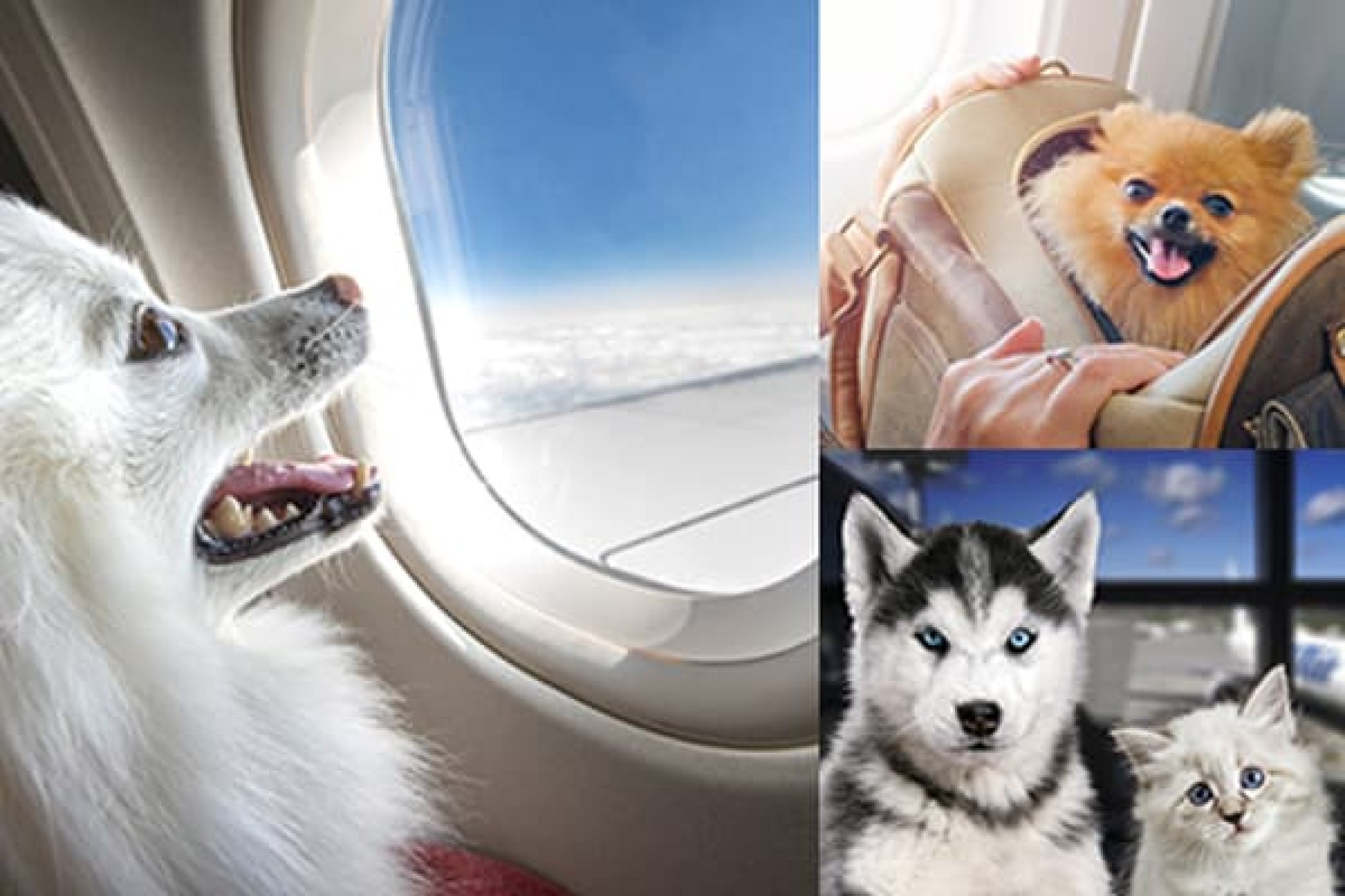 Pets pet hot sale travel scheme